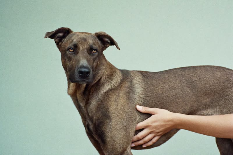A dog being steadied by a pair of hands during grooming