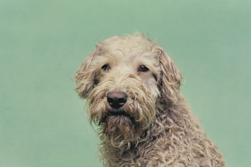 A shaggy sheepdog with a thick unclipped coat