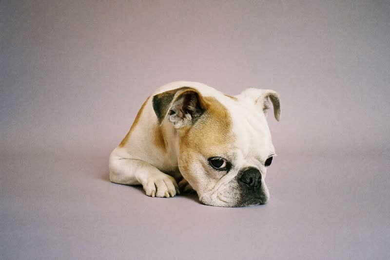 A small dog lying relaxed after its groom