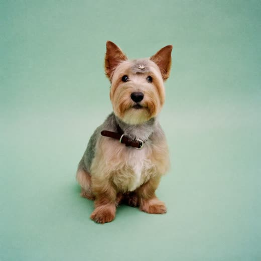A small terrier with a freshly clipped coat