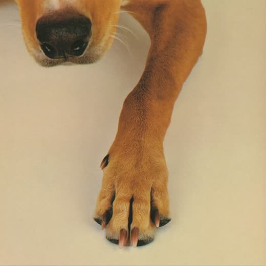 A dog's front paw with neatly trimmed nails