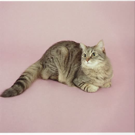 A long-haired cat with a smoothly brushed coat