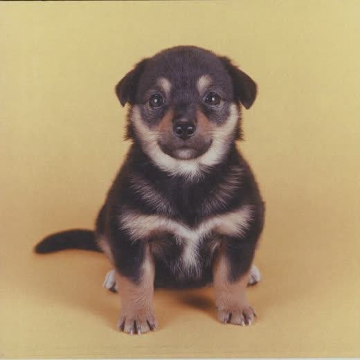 A small puppy with a lightly tidied coat